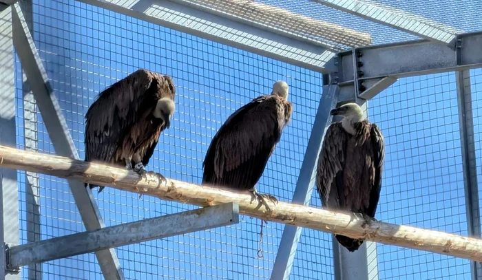 Vulturii suri revin în România după mai bine de 70 de ani / foto: Facebook