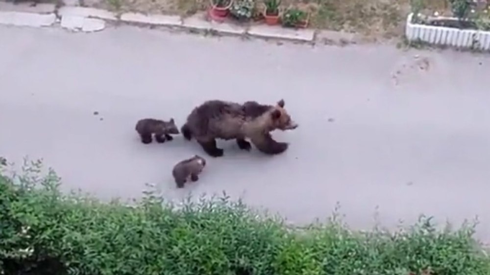 Ursoaică cu doi pui, la plimbare prin Slănic Moldova. Sălbăticiunile au fost filmate și fotografiate de localnici