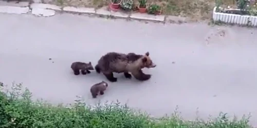 ursioaica pui slanic moldova jpeg