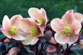 helleborus istock jpg