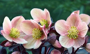 helleborus istock jpg