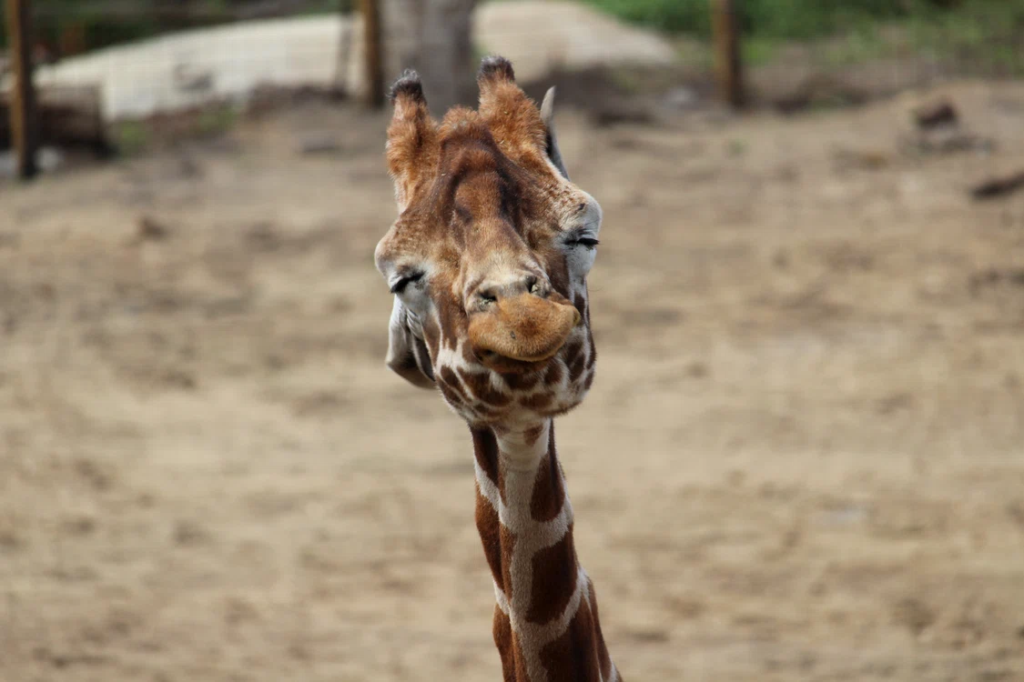Girafa are, de fapt, limba mov închis /foto: Pixabay