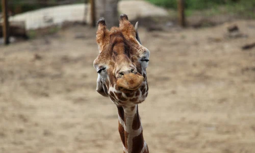 5661282 giraffe 2412750 jpg