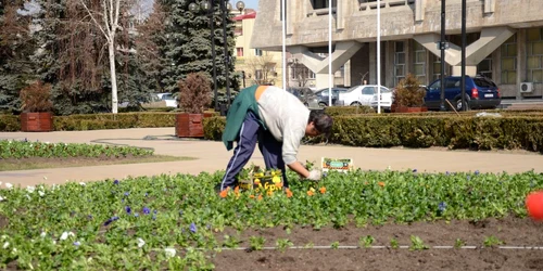 SGU a început plantările de flori în centrul Ploieştiului Foto: Alex Policală