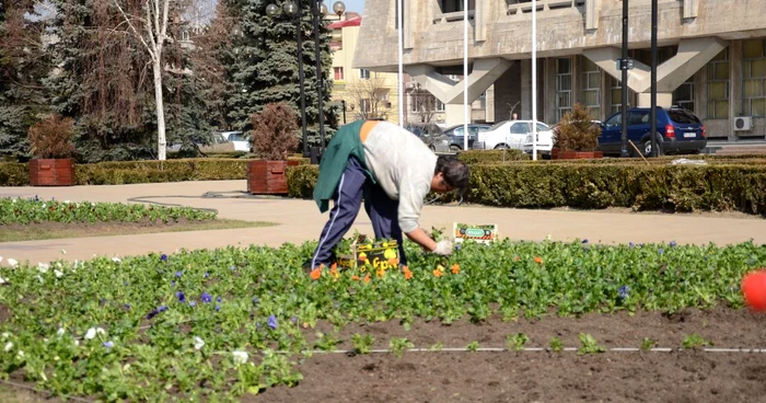 SGU a început plantările de flori în centrul Ploieştiului Foto: Alex Policală