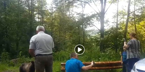 ursi hraniti transfagarasan