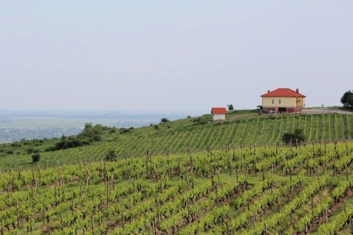 Podgoriile din Drăgăşani - Vâlcea Foto argaga net