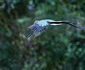 3 pasarea quetzal shutterstock 1429120112 jpg jpeg
