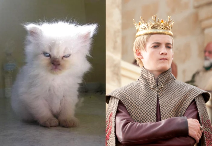 Joffrey stulenheat.com