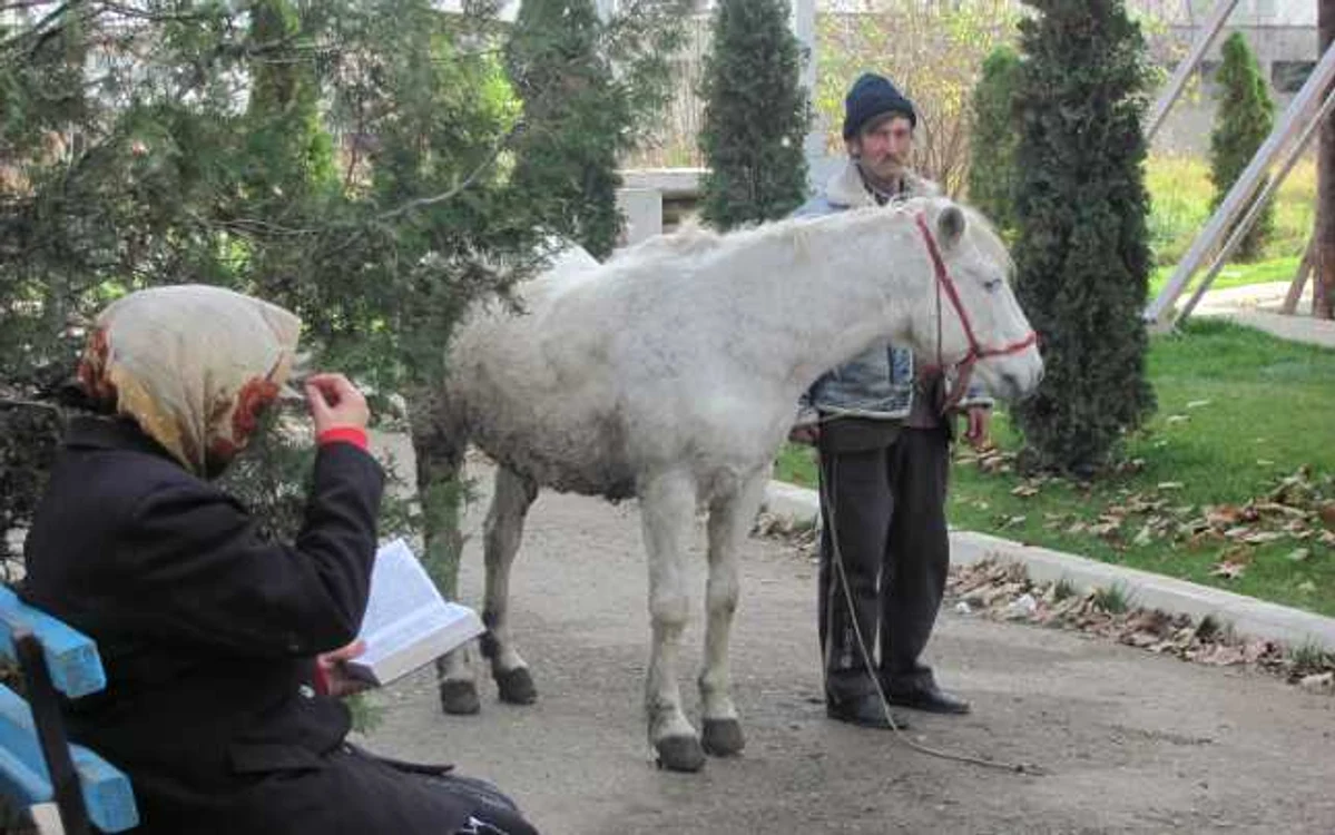 Pacienţii spitalului şi-au făcut cruce când au văzut că împart aceeaşi curte cu un cal