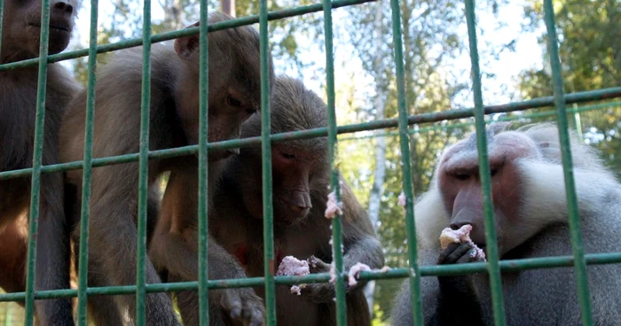 Ospăţ de Ziua Animalelor (Foto: Alex Policală)