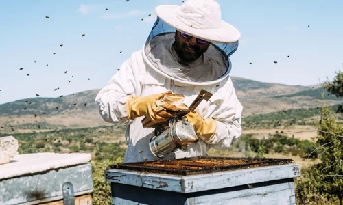 apicultor albina stup foto shutterstock