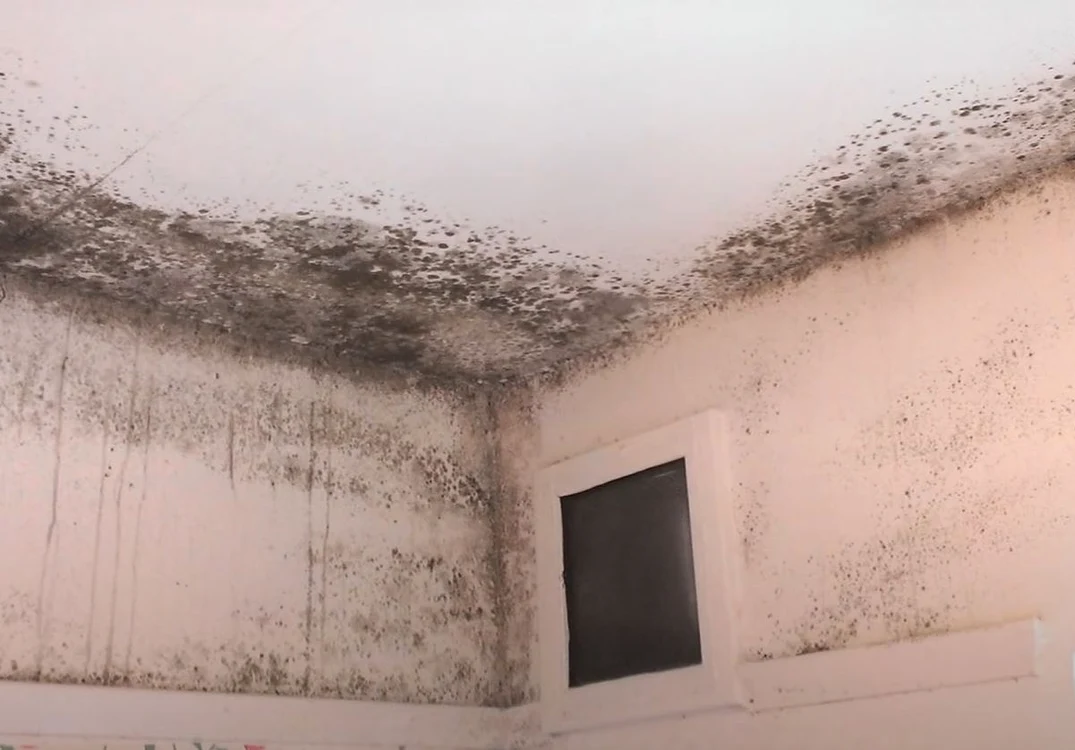 Ciuperca care te poate ucide. Sursă foto: Captură Youtube