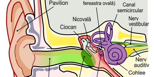Anatomy of the Human Ear ro svg png
