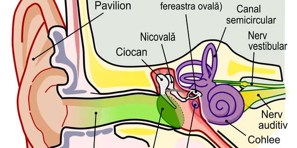Anatomy of the Human Ear ro svg png