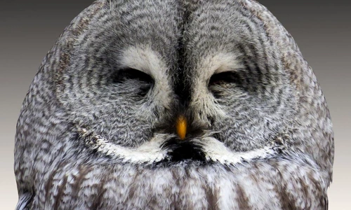 1 66892 original jpg jpeg