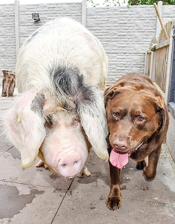 A învăţat de la dulăul Bruno să „guiţe” pe limba câinilor