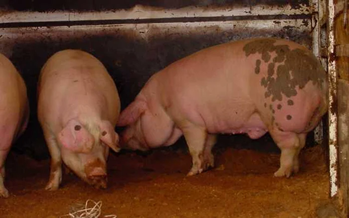 Carnea de porc trebuie verificată FOTO arhivă Adevărul