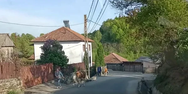 TransPerişani - drumul de munte alternativă la Valea Oltului Foto Daciana Stoica