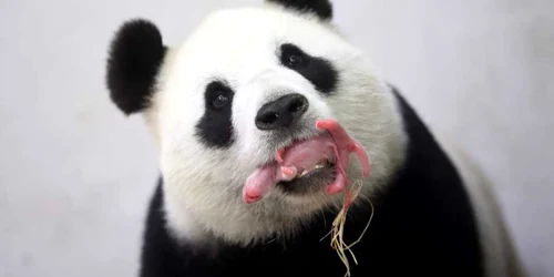 Ursoaica de panda gigant Hao Hao îşi ţine în gură puiul nou-născut la grădina zoologică din  Brugelette Belgia FOTO AP