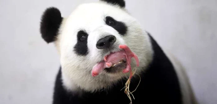 Ursoaica de panda gigant Hao Hao îşi ţine în gură puiul nou-născut la grădina zoologică din  Brugelette Belgia FOTO AP