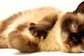 cat 3113513 1280 jpg