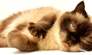 cat 3113513 1280 jpg