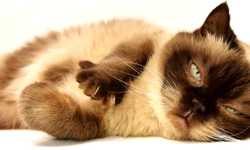 cat 3113513 1280 jpg