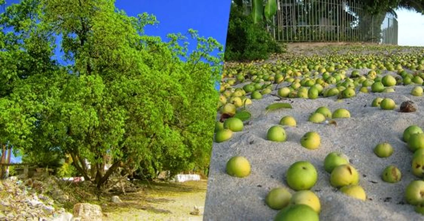 Manchineel jpeg