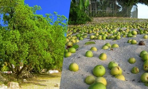 Manchineel jpeg