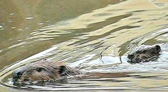 Îi învaţă pe pui cum să înoate