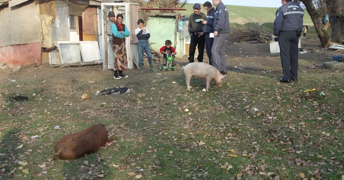 Familia respectivă creştea şi animale
