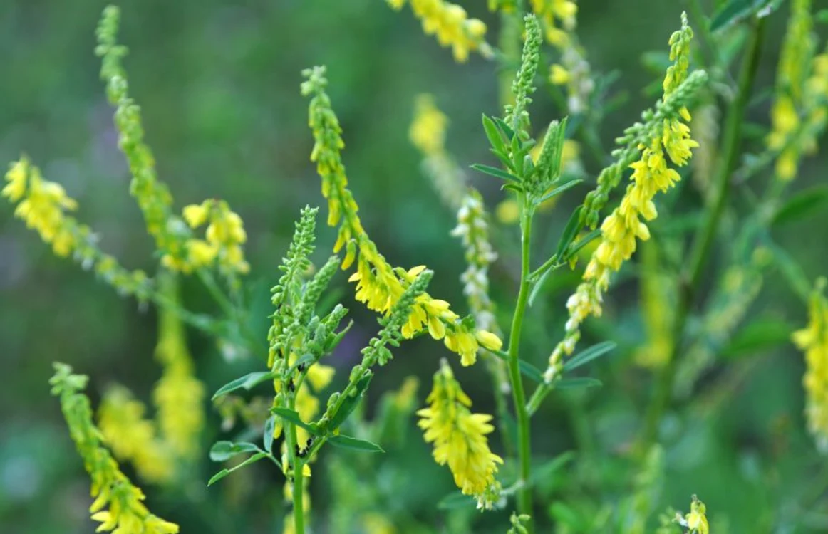 Sulfina regenerează celulele hepatice, scade tensiunea arterială, este un valoros antiseptic şi un antiinflamator gingivalfoto: Shutterstock
