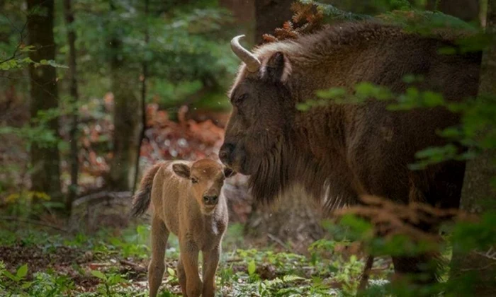 Prin pădurile Neamţului sunt în libertate peste 50 de exemplare FOTO Parcul Vânători