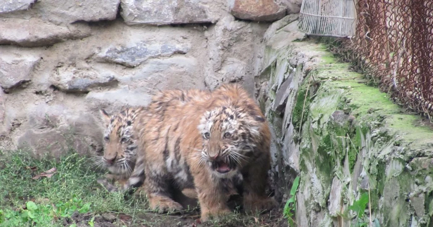 Tigruţele vor pleca să facă bucuroşi cu giumbuşlucurile lor şi alţi copii din oraşe în care nu există feline.