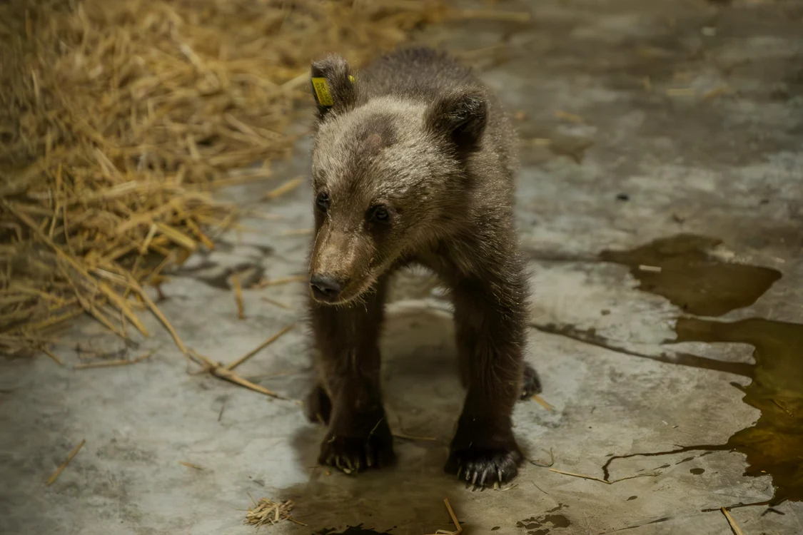 Unul dintre puii ursoaicei ucise pe Transfăgărășan FOTO: AMP Libearty