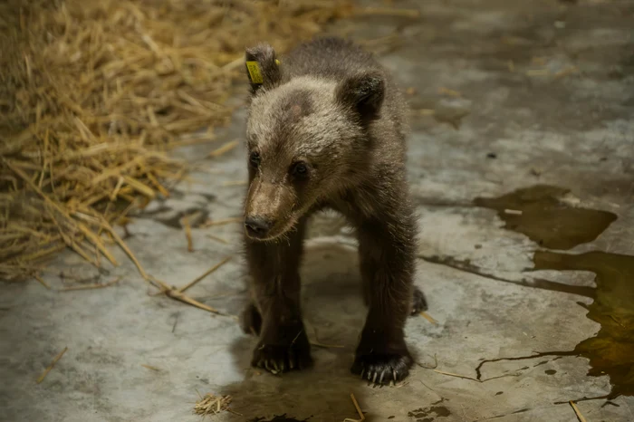 VIDEO Imagini emoționante cu Luci, puiul ursoaicei ucise pe Transfăgărășan, dus la sanctuarul de la Zărnești. „Flămând, deshidratat și terifiat”