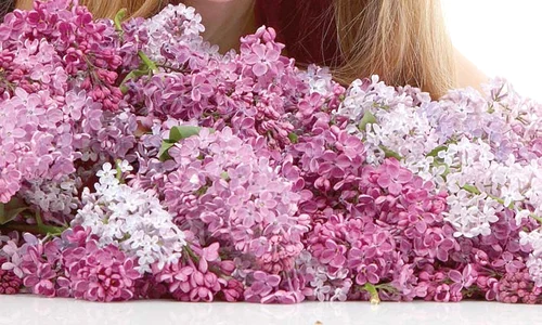 liliac 586324596 jpeg