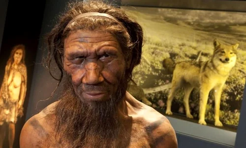Ce moştenim de la neanderthalieni? jpeg