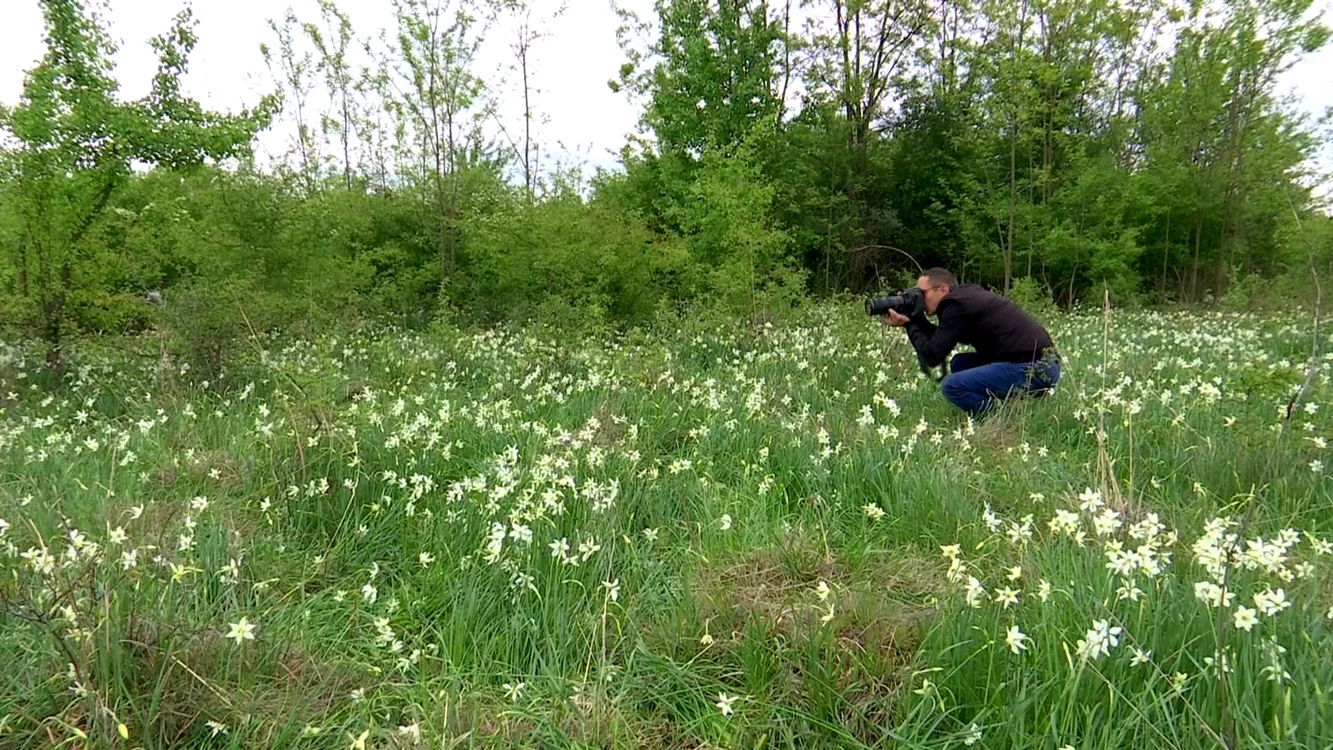 Poiana Narciselor este un loc preferat pentru realizarea de fotografii Foto: Alin Ion