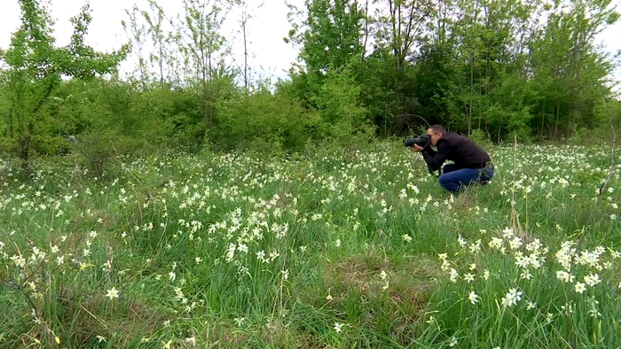 Poiana Narciselor este un loc preferat pentru realizarea de fotografii Foto: Alin Ion