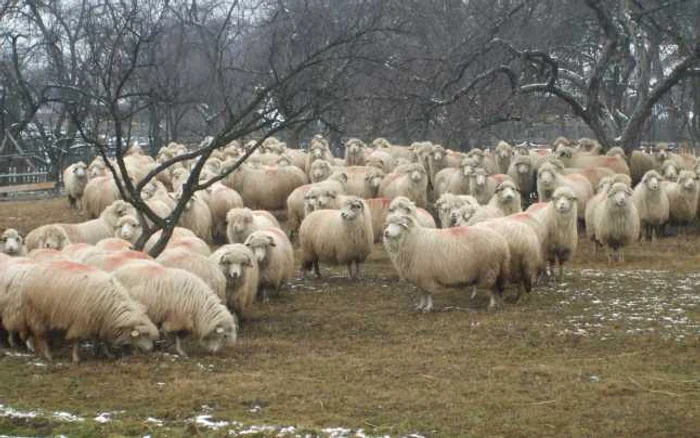În Bistriţa sunt crescute în jur de 30.000 de exemplare din subrasa „Bălă de Bistriţa“ FOTO Vasile Turculeţ