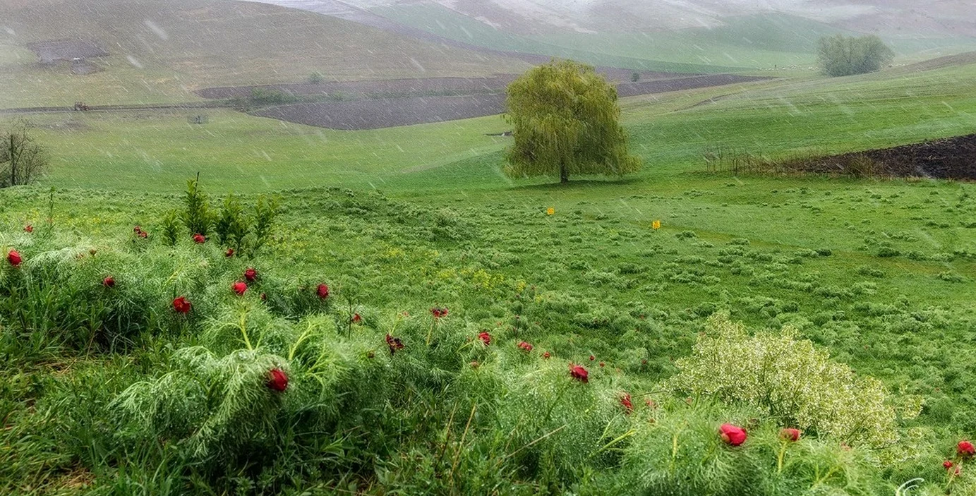 Unde se află rezervaţia de bujori, unică în Europa / foto: Facebook