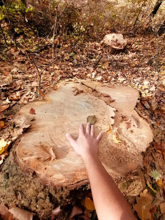 Cei mai mari copaci sunt puşi la pământ cu drujbele şi căraţi pe străzile municipiului cu căruţele FOTO: Alina Mitran