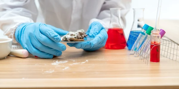 Doctor studiază o ciupercă în laborator FOTO SHUTTERSTOCK
