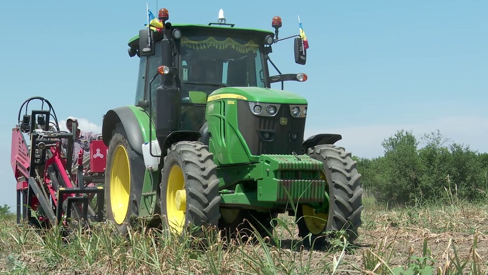 Cum a devenit usturoiul o cultură profitabilă. Județul unde s-a triplat suprafața într-un an. „Pun și societățile agricole”