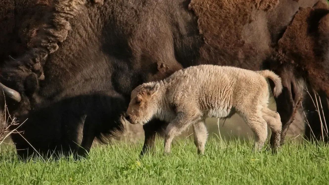 Puiul este o raritate FOTO: Refugiul Național pentru Faună Sălbatică 