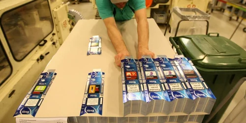 Tigari FOTO Adevărul