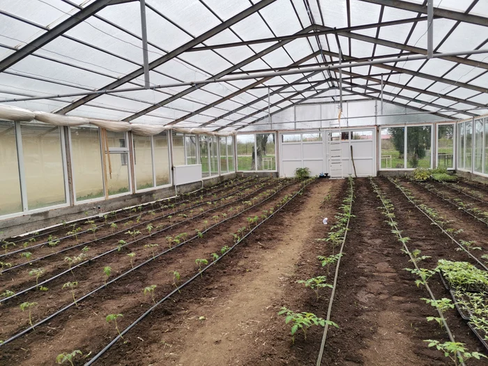 Elevii și porfesorii au plantat 400 tomate în această primăvară FOTo: Alina Mitran