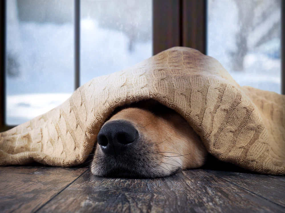 Vremea se răcește brusc FOTO Shutterstock